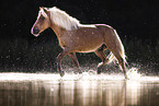 Shetland Pony