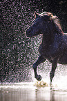 Shetland Pony