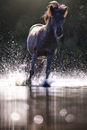 Shetland Pony