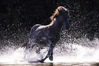 Shetland Pony
