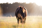 Shetland Pony