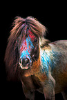 Shetland Pony