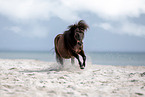 Shetland Pony