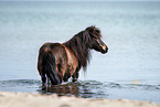 Shetland Pony