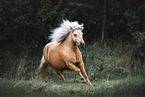 Shetlandpony