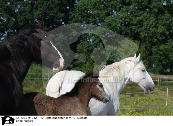 Shire Horses / Shire Horses / BES-01012