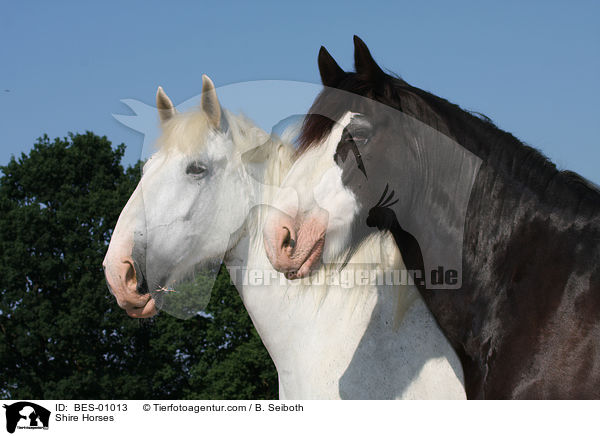Shire Horses / BES-01013