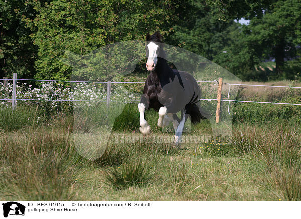 galoppierendes Shire Horse / galloping Shire Horse / BES-01015