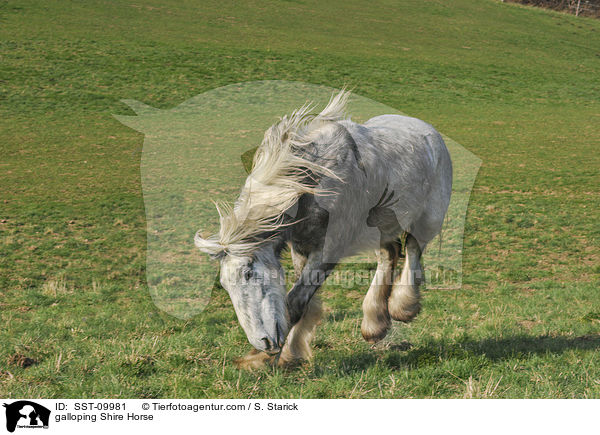 galoppierendes Shire Horse / galloping Shire Horse / SST-09981