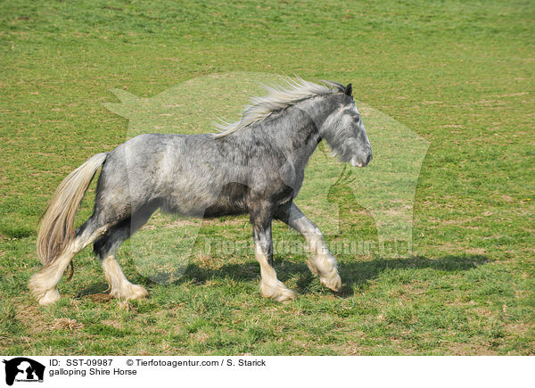 galloping Shire Horse / SST-09987