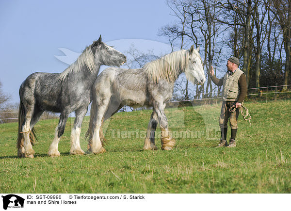 Mann und Shire Horses / man and Shire Horses / SST-09990