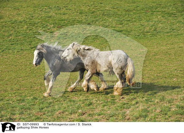 galloping Shire Horses / SST-09993