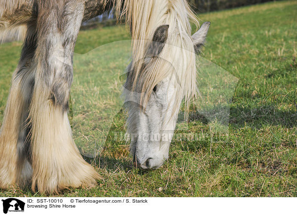 browsing Shire Horse / SST-10010