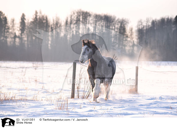 Shire Horse / VJ-01351