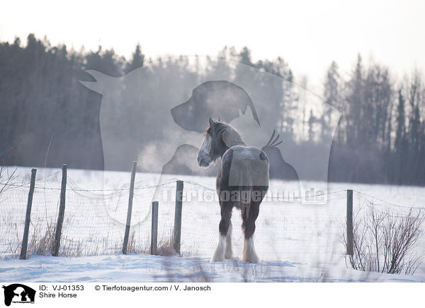 Shire Horse / VJ-01353