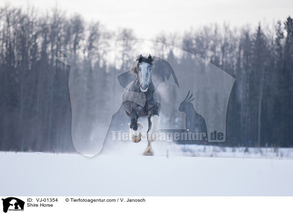 Shire Horse / VJ-01354