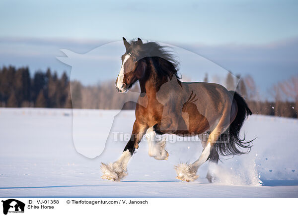 Shire Horse / VJ-01358