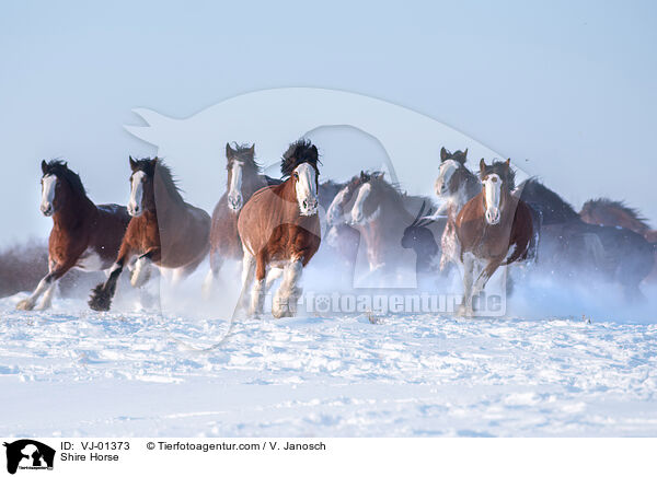 Shire Horse / VJ-01373