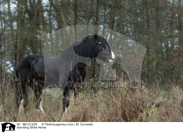 standing Shire Horse / MC-01228