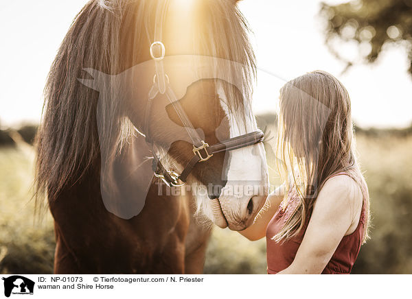 waman and Shire Horse / NP-01073