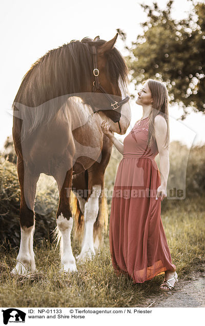 waman and Shire Horse / NP-01133