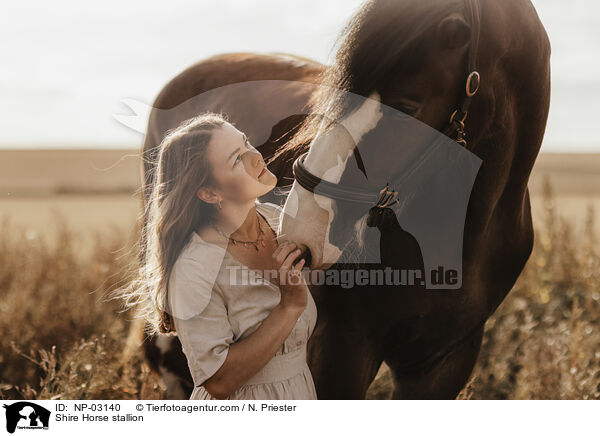 Shire Horse Hengst / Shire Horse stallion / NP-03140