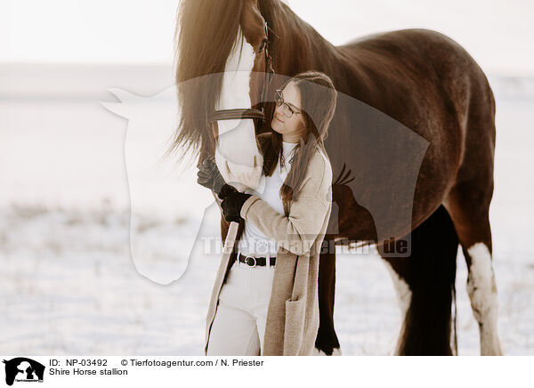 Shire Horse Hengst / Shire Horse stallion / NP-03492