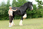 woman with Shire Horse