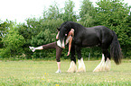 woman with Shire Horse