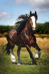 trotting Shire Horse