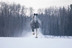 Shire Horse