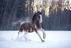 Shire Horse