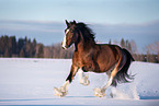 Shire Horse