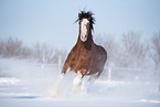 Shire Horse