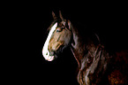 Shire Horse Portrait