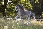 galloping Shire Horse