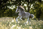 galloping Shire Horse