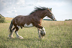 galloping Shire Horse