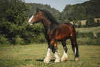 Shire Horse in summer