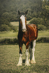 Shire Horse in summer