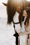 Shire Horse stallion