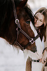 Shire Horse stallion