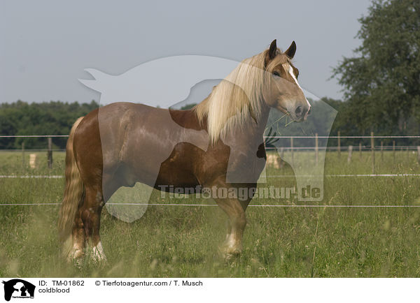 Sddeutsches Kaltblut / coldblood / TM-01862