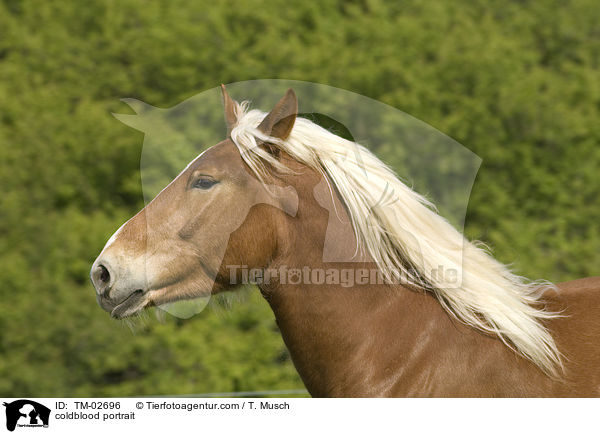 Sddeutsches Kaltblut Portrait / coldblood portrait / TM-02696