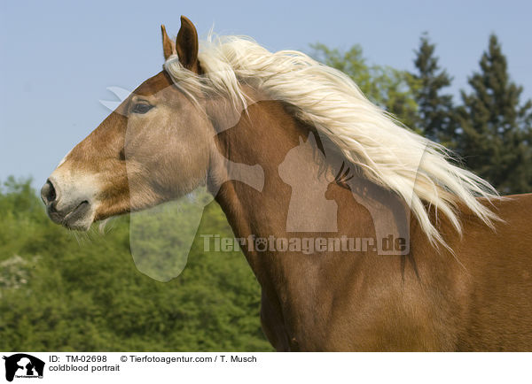 Sddeutsches Kaltblut Portrait / coldblood portrait / TM-02698