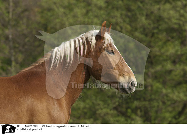 Sddeutsches Kaltblut Portrait / coldblood portrait / TM-02700