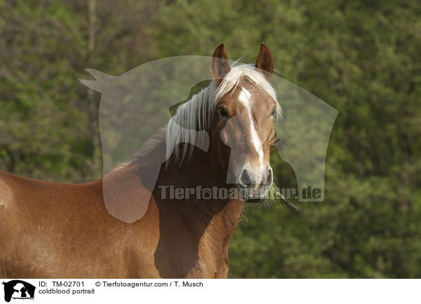 Sddeutsches Kaltblut Portrait / coldblood portrait / TM-02701