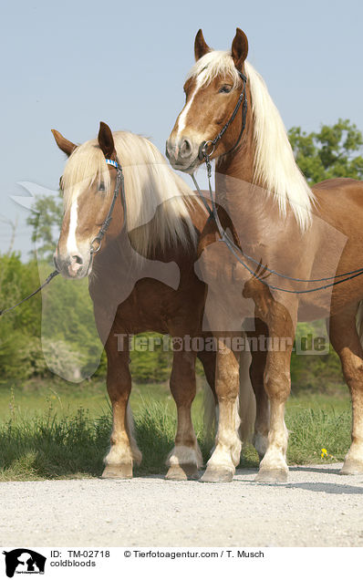 Sddeutsche Kaltblter / coldbloods / TM-02718