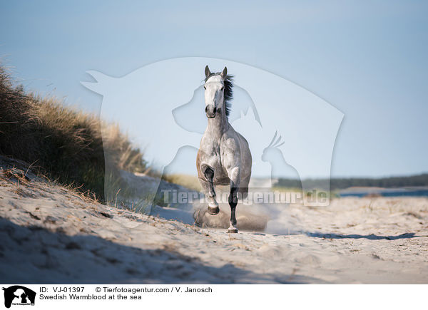Swedish Warmblood at the sea / VJ-01397