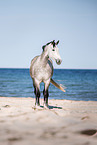Swedish Warmblood at the sea